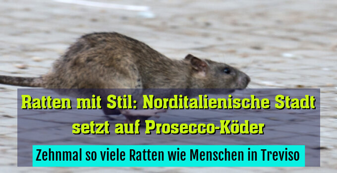 Zehnmal so viele Ratten wie Menschen in Treviso