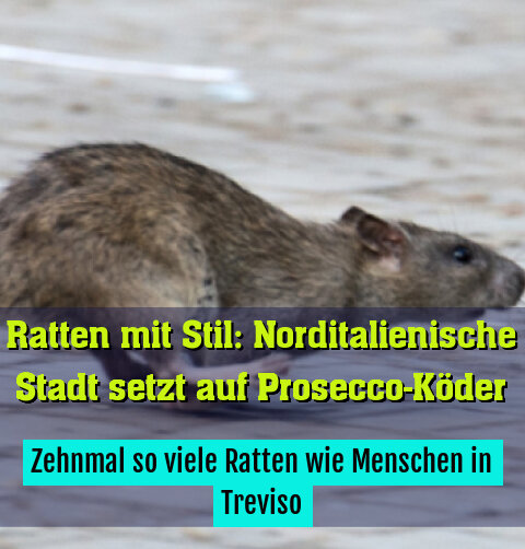 Zehnmal so viele Ratten wie Menschen in Treviso