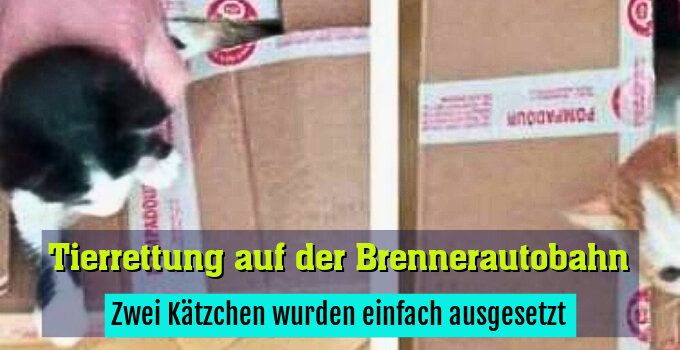 Zwei Kätzchen wurden einfach ausgesetzt