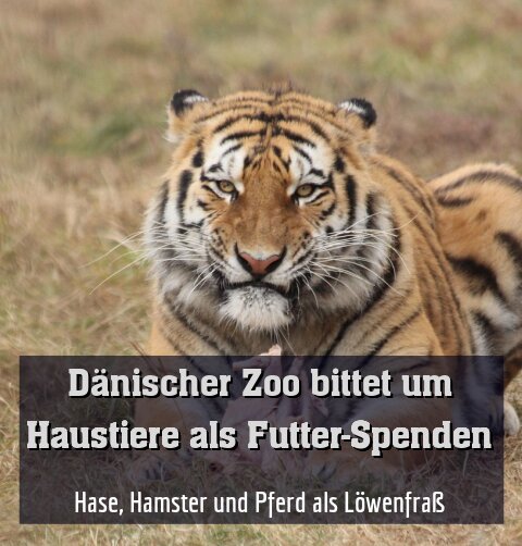 Hase, Hamster und Pferd als Löwenfraß