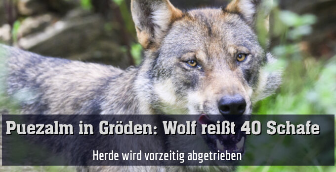 Herde wird vorzeitig abgetrieben