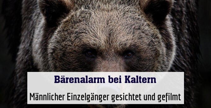 Männlicher Einzelgänger gesichtet und gefilmt