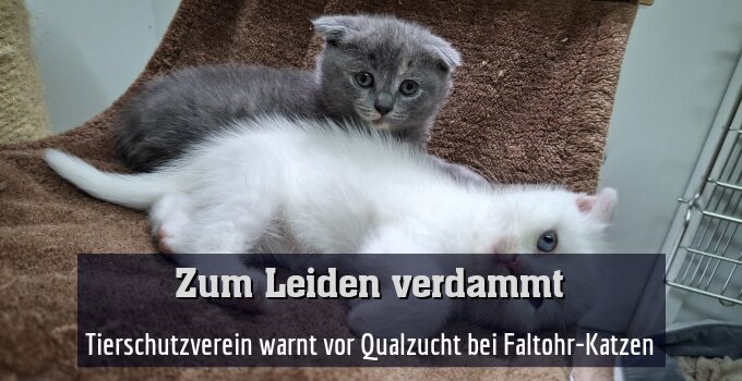 Tierschutzverein warnt vor Qualzucht bei Faltohr-Katzen