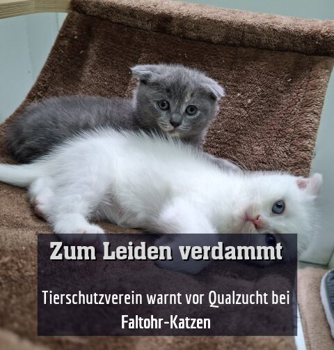 Tierschutzverein warnt vor Qualzucht bei Faltohr-Katzen