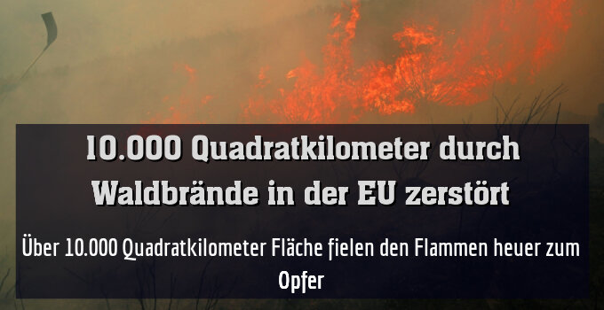 Über 10.000 Quadratkilometer Fläche fielen den Flammen heuer zum Opfer