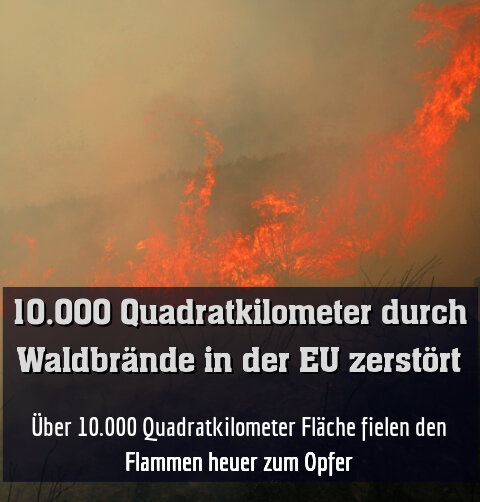 Über 10.000 Quadratkilometer Fläche fielen den Flammen heuer zum Opfer