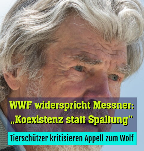 Tierschützer kritisieren Appell zum Wolf