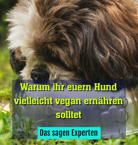 Das sagen Experten