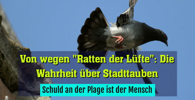 Schuld an der Plage ist der Mensch