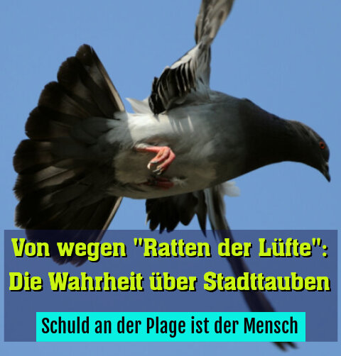 Schuld an der Plage ist der Mensch