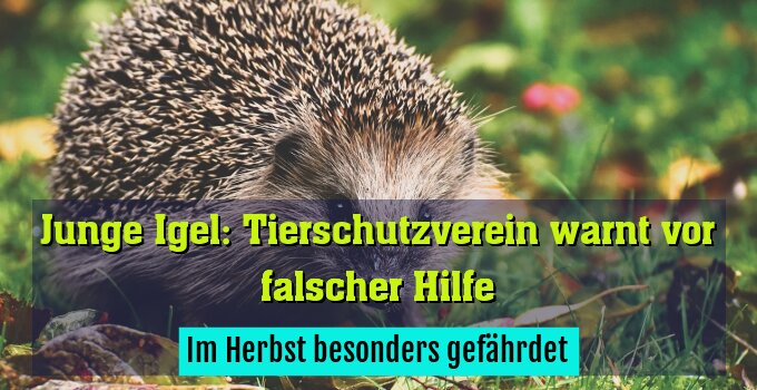 Im Herbst besonders gefährdet