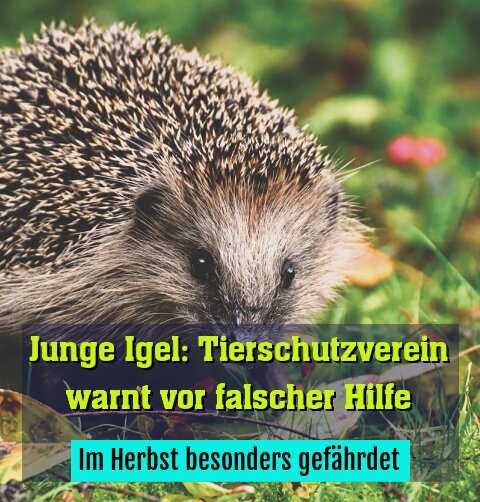 Im Herbst besonders gefährdet
