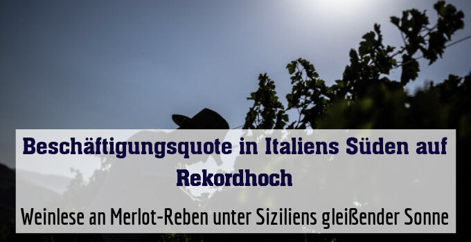 Weinlese an Merlot-Reben unter Siziliens gleißender Sonne