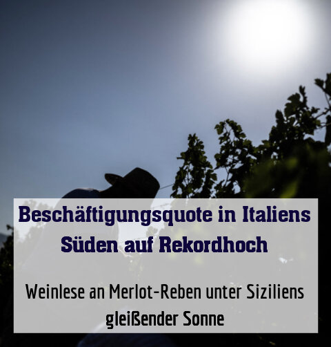 Weinlese an Merlot-Reben unter Siziliens gleißender Sonne