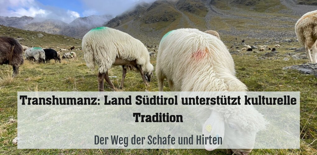Der Weg der Schafe und Hirten