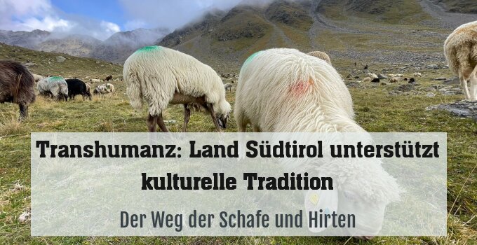 Der Weg der Schafe und Hirten