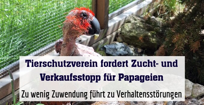 Zu wenig Zuwendung führt zu Verhaltensstörungen