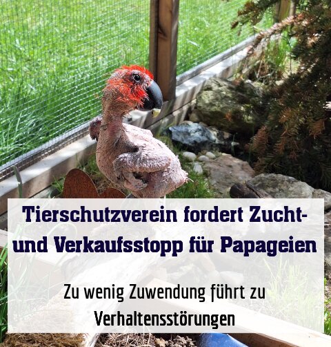 Zu wenig Zuwendung führt zu Verhaltensstörungen