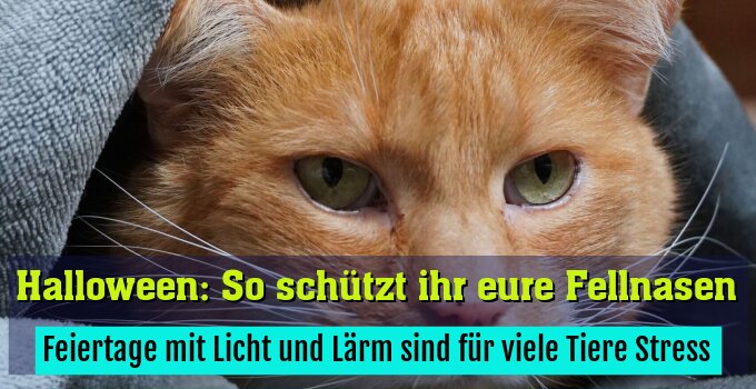 Feiertage mit Licht und Lärm sind für viele Tiere Stress