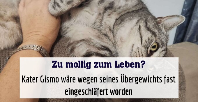 Kater Gismo wäre wegen seines Übergewichts fast eingeschläfert worden