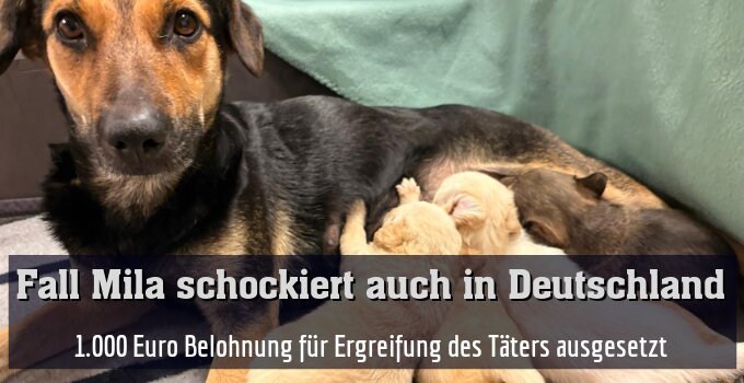 1.000 Euro Belohnung für Ergreifung des Täters ausgesetzt