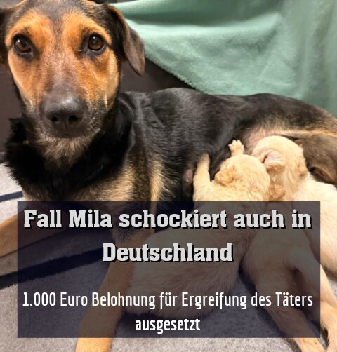 1.000 Euro Belohnung für Ergreifung des Täters ausgesetzt