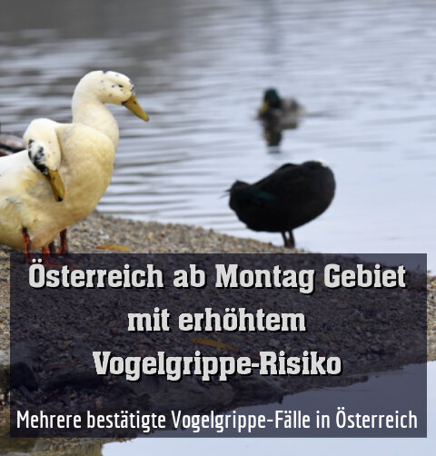 Mehrere bestätigte Vogelgrippe-Fälle in Österreich