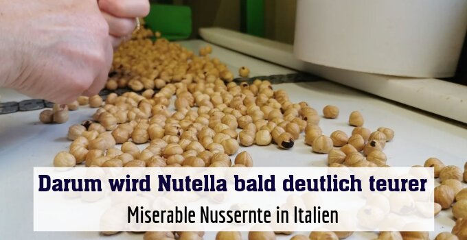 Miserable Nussernte in Italien