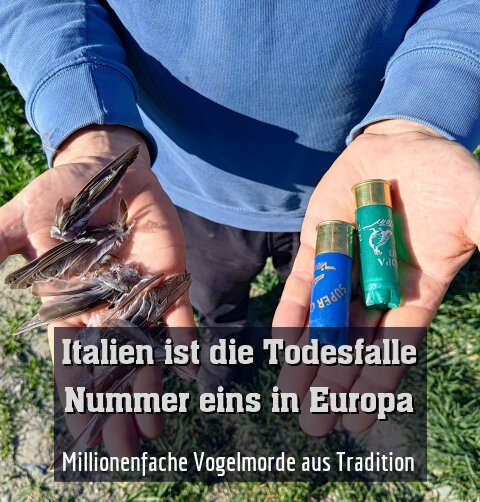Millionenfache Vogelmorde aus Tradition