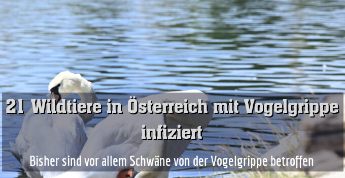Bisher sind vor allem Schwäne von der Vogelgrippe betroffen