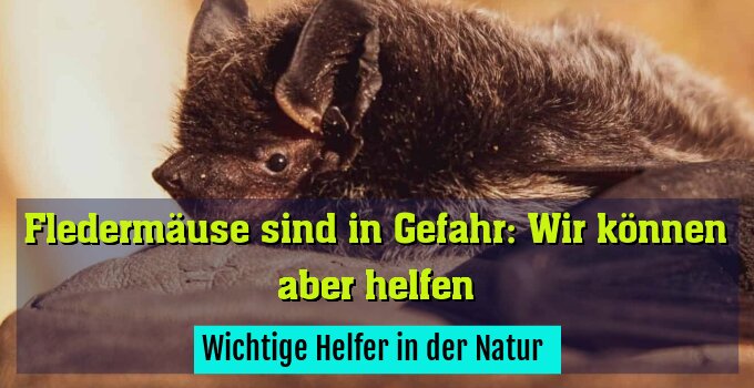 Wichtige Helfer in der Natur 
