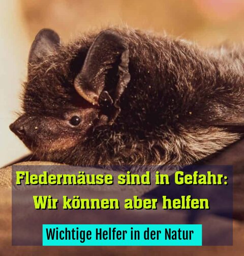 Wichtige Helfer in der Natur 