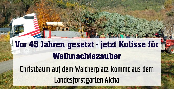 Christbaum auf dem Waltherplatz kommt aus dem Landesforstgarten Aicha