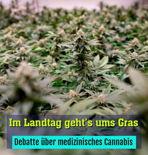 Debatte über medizinisches Cannabis
