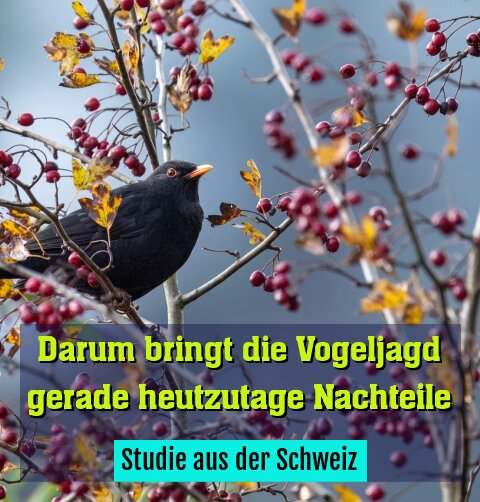 Studie aus der Schweiz