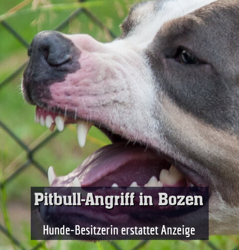 Hunde-Besitzerin erstattet Anzeige