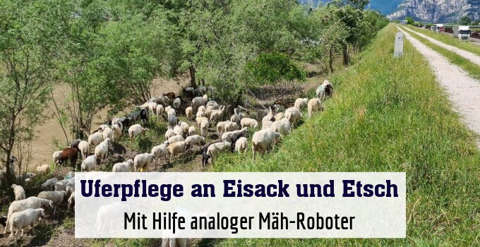 Mit Hilfe analoger Mäh-Roboter
