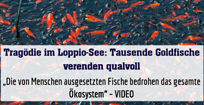 „Die von Menschen ausgesetzten Fische bedrohen das gesamte Ökosystem“ – VIDEO