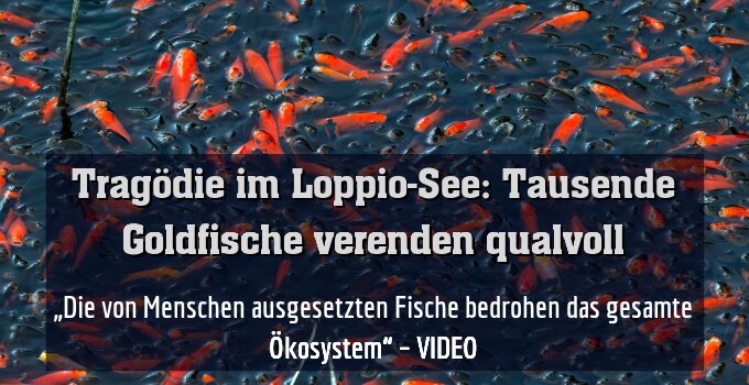 „Die von Menschen ausgesetzten Fische bedrohen das gesamte Ökosystem“ – VIDEO