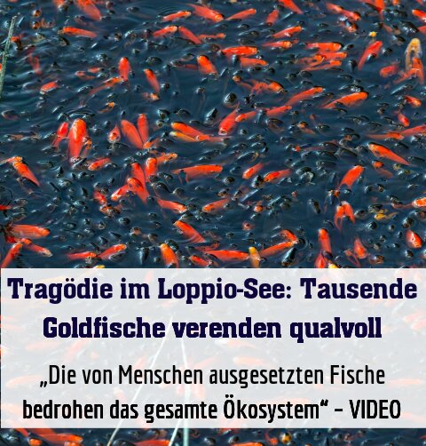 „Die von Menschen ausgesetzten Fische bedrohen das gesamte Ökosystem“ – VIDEO