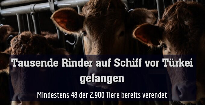 Mindestens 48 der 2.900 Tiere bereits verendet (Symbolfoto)