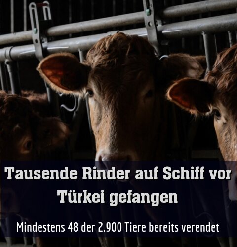 Mindestens 48 der 2.900 Tiere bereits verendet (Symbolfoto)