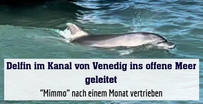 "Mimmo" nach einem Monat vertrieben