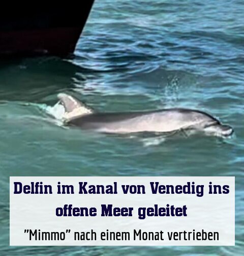 "Mimmo" nach einem Monat vertrieben