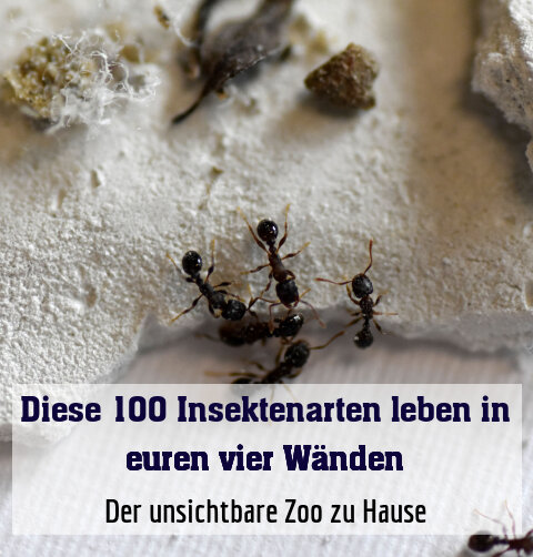 Der unsichtbare Zoo zu Hause