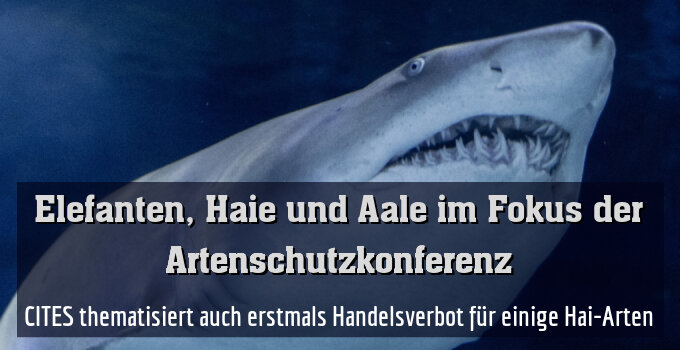 CITES thematisiert auch erstmals Handelsverbot für einige Hai-Arten