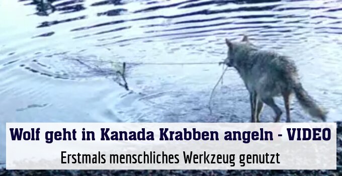 Erstmals menschliches Werkzeug genutzt