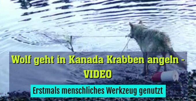 Erstmals menschliches Werkzeug genutzt