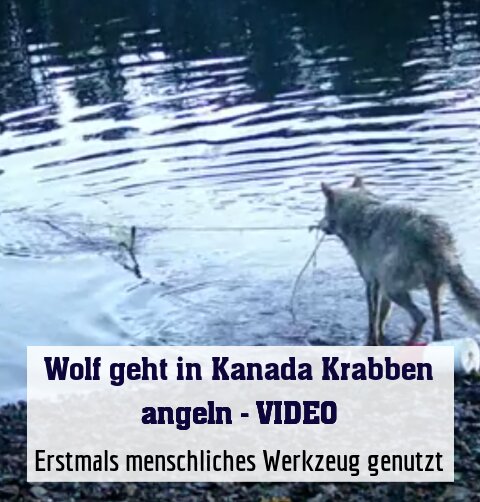 Erstmals menschliches Werkzeug genutzt