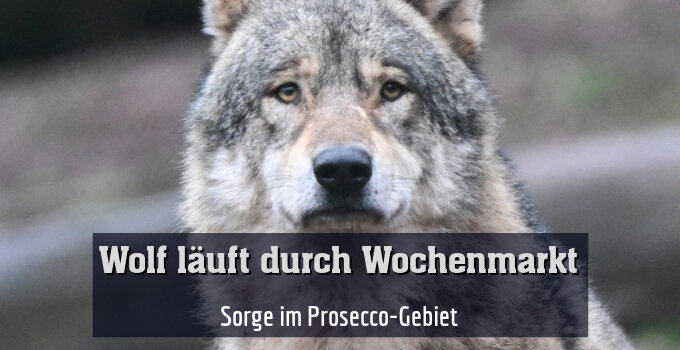 Sorge im Prosecco-Gebiet